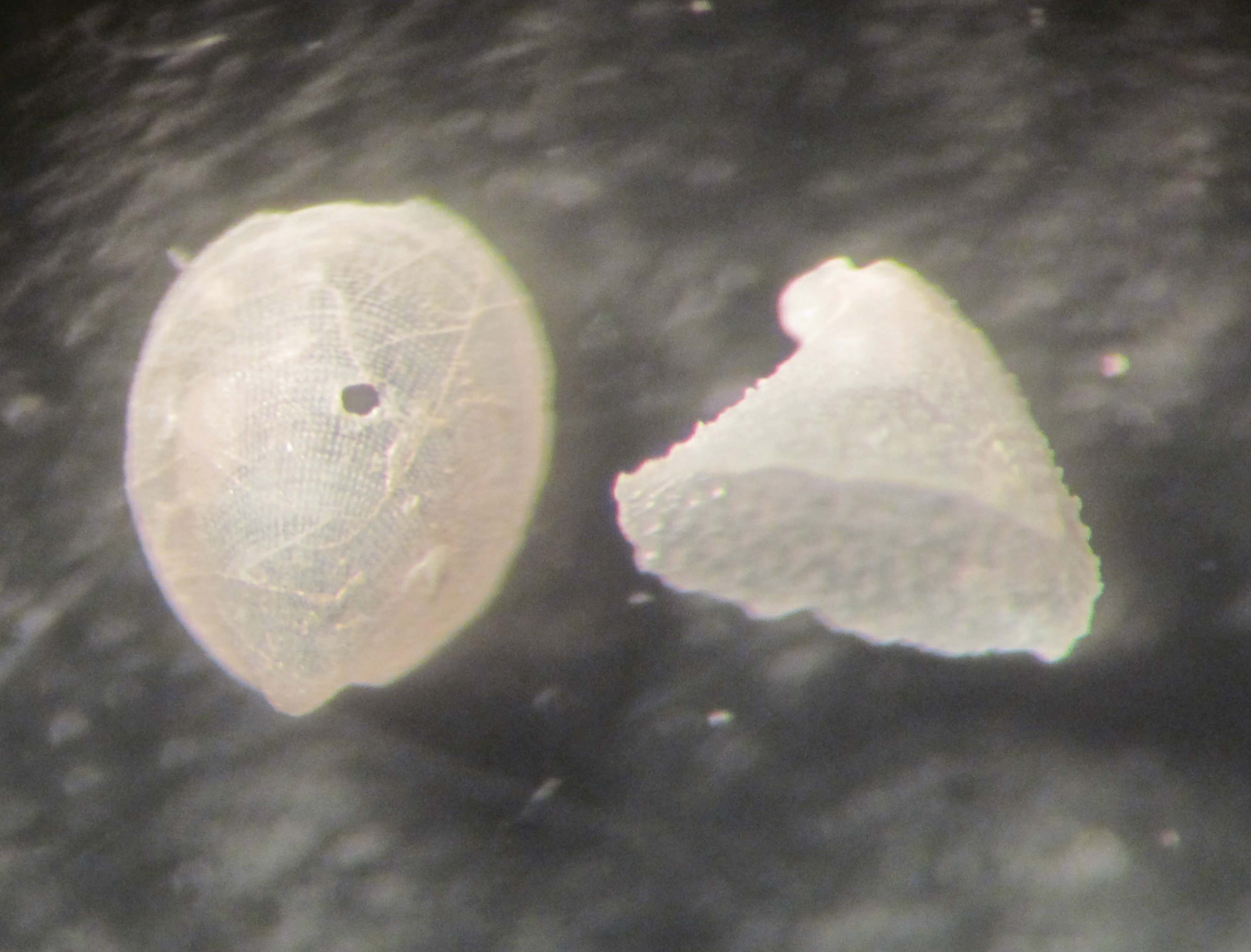 fissurisepta granulosa